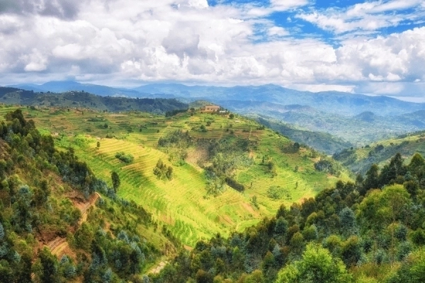 4Days Rwanda Gorilla Safari