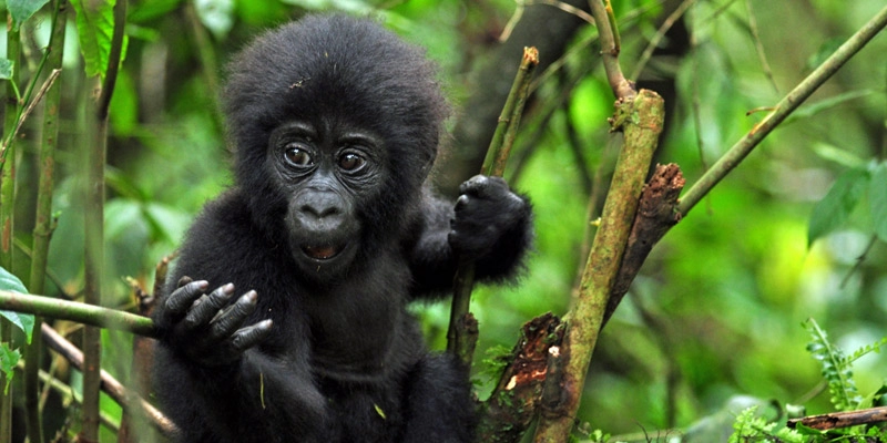 4 Days Uganda Gorilla Fly-in Safari