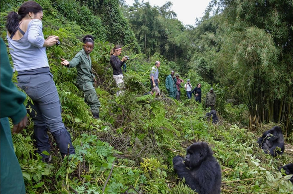 4 Days Uganda Gorilla Trek via Kigali