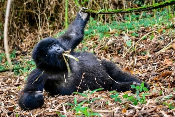 7-Day Uganda-Rwanda Primates Safari