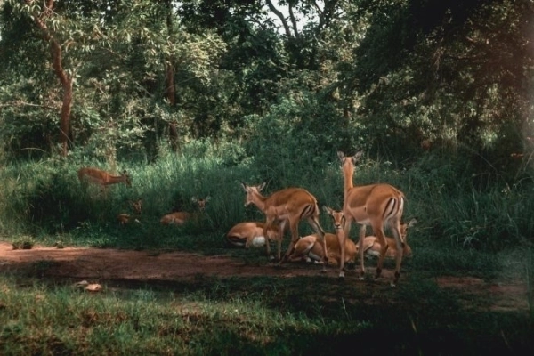 8Days Highlights of Rwanda Safari